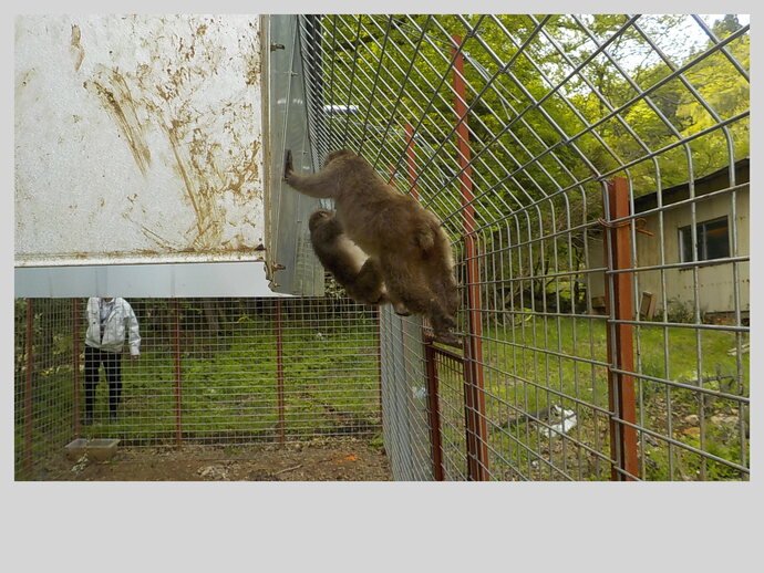 写真：大型檻で捕獲されたサル